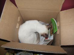 more kittens